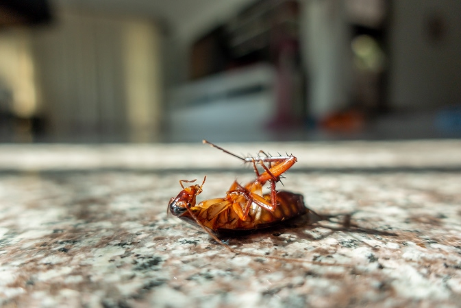 cucaracha muerta