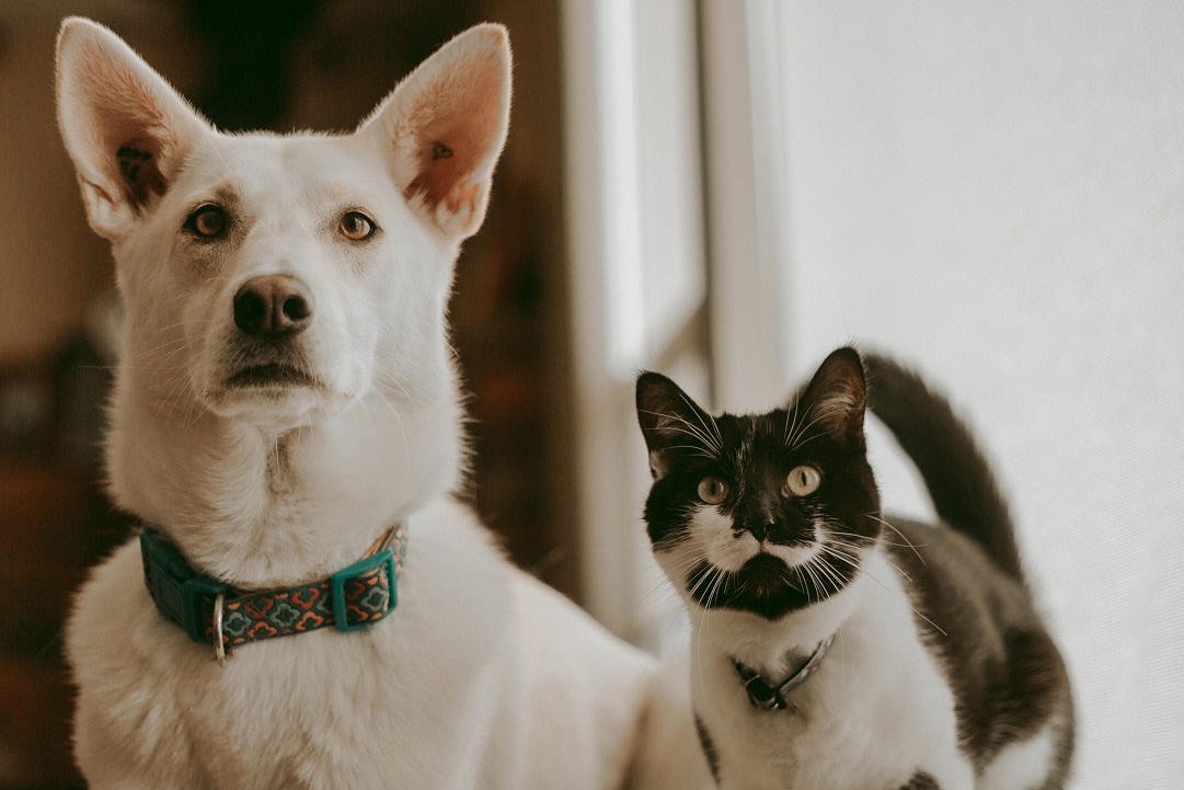 Cuida a tus mascotas de las garrapatas