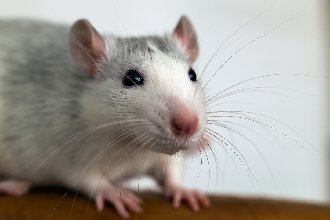 Las ratas en los hogares